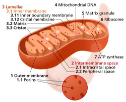 Mitochondrion-sized