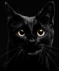 black-cat-sized